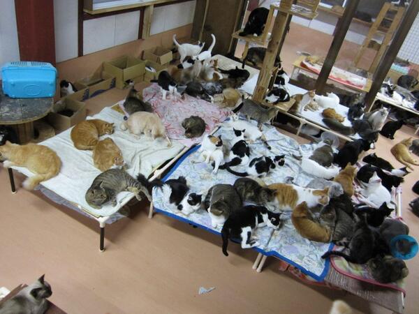 Много собак. Усыпление бродячих животных. Приют для собак в челябинске. Много бродячих собак. Бездомные животные.