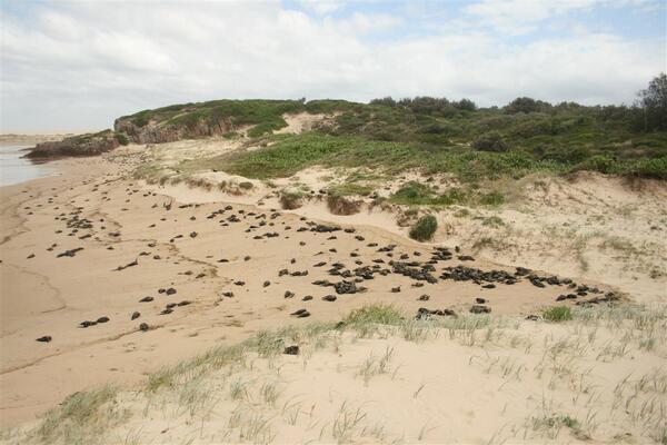 AMWRRO's tweet photo. AMWRRO again swamped by hundreds of calls daily re Short Tailed Shearwaters after their return from the North. http://t.co/lIJ1rsUeNq