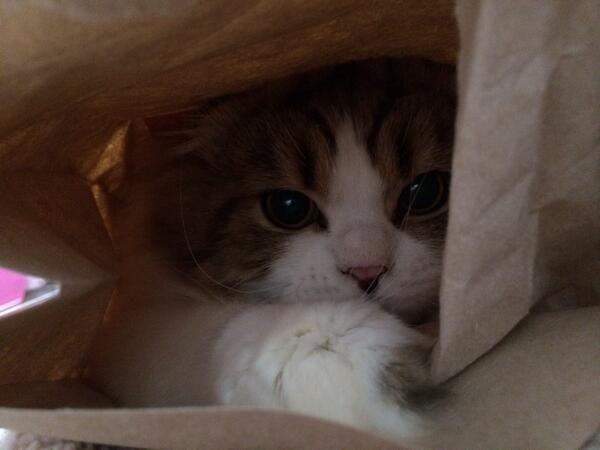 ShopAgehachou's tweet photo. 紙袋   https://t.co/s8OwrU91gP