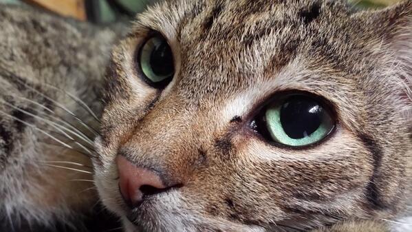 LUMITHECAT's tweet photo. Macam comel je. Macam ada tahi mata je. http://t.co/8gGZM53J58