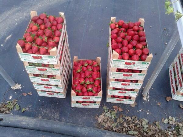 The first Fortuna from the Moguer area in Huelva. From tray plants in hydroponic production.