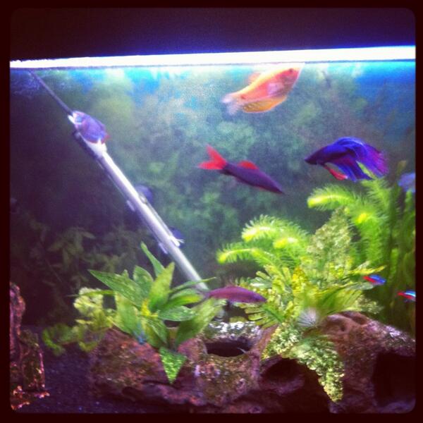 jezlox's tweet photo. My aquatic friends are getting big #bulking http://t.co/8cSOIrTMZp