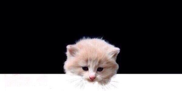 ElvirVanDeSouza's tweet image. 