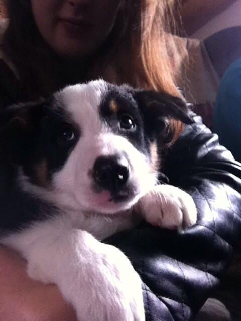 EmmaJCampbell64's tweet photo. This little guy has absolutely stolen my heart! ❤️ #heartmelting #puppylove http://t.co/LrwT7rqsgZ