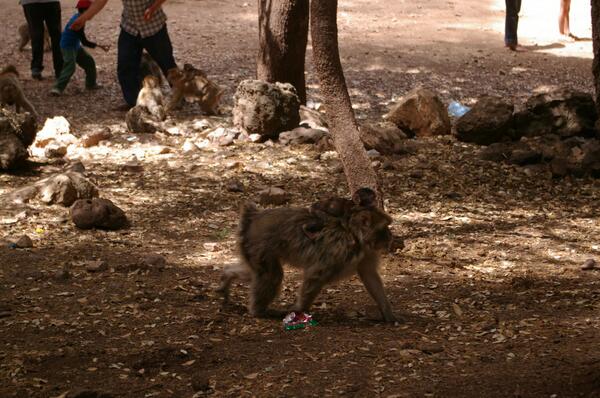Barbary ape with baby in #Morocco. While on a #Moroccotours take an excursion to see if you can spot some apes.