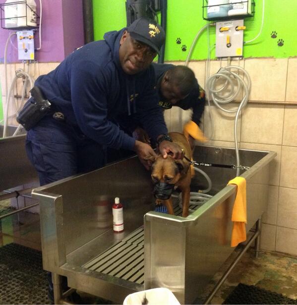 dallas police k9 unit