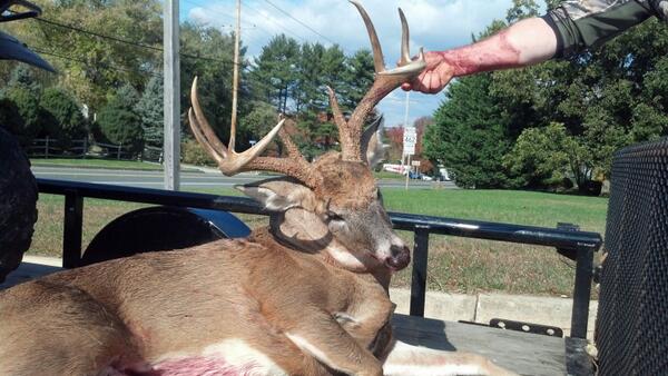 huntress__'s tweet photo. @MWWhitetail Congrats to John Ball for shooting my buck off the neighboring property!! He's a nice one! http://t.co/ZPDOs8crV7