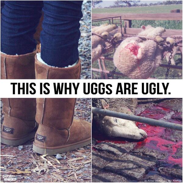PETAShares's tweet image. Could you still wear UGGs knowing that sheep are CASTRATED w/o painkillers &amp;amp; KILLED for them? peta2.me/uggs