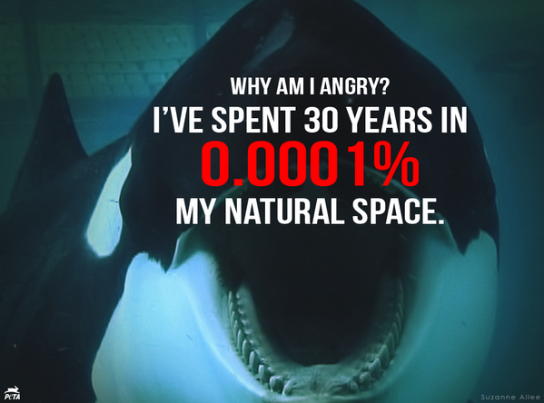 peta's tweet image. TODAY marks 30 YRS since Tilikum the orca was KIDNAPPED from wild. RT 4 him &amp;amp;see his sad story peta.vg/freetilly