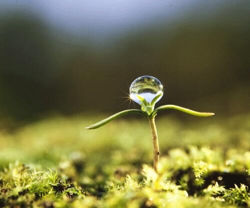 たー Ar Twitter この ヒノキの芽生え は 植物写真家である埴沙萠 はにゃ しゃぼう という人が撮ったもの こういうものを撮りたいとおもっていたから これをみたとき やっぱりいいなぁとおもった Http T Co Cypiovaaqo