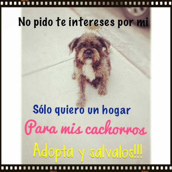 Retroliz5's tweet photo. Esta perrita en verdad necesita ayuda para darle hogar a sus cachorros fue abandonada en una escuela #adopta #mty http://t.co/m2xzu361Zy
