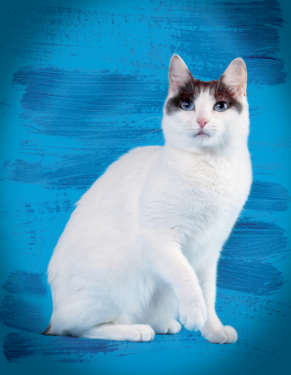 Kediler_info's tweet photo. Karşınızda Hello Kitty! Ünlü çizgi karakterinin bir Japanese Bobtail olduğunu biliyor muydunuz? http://t.co/s0CXvPSaoq