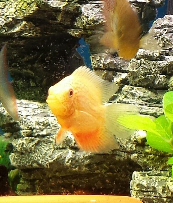 coximoore's tweet photo. @robins135 the severum http://t.co/LEriK55Syd