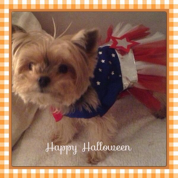 SarriCarnegie's tweet photo. @theDOGstore we had a blast celebrating Halloween! Thanks for grooming the @carnegiedeli mascot, Ruby the Yorkie. http://t.co/3cwk37vOKZ
