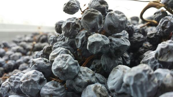 LatiumMorini's tweet photo. Il futuro Amarone Campo Leon http://t.co/zDQfqchcTW