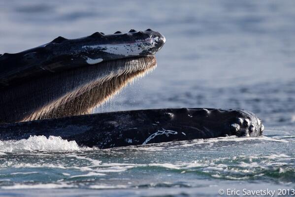 What to do this time of year? Humpback Whale Watching! #EricSavetsky captured stunning images off #Chatham <a href="/VisitMA/">Visit Massachusetts</a>