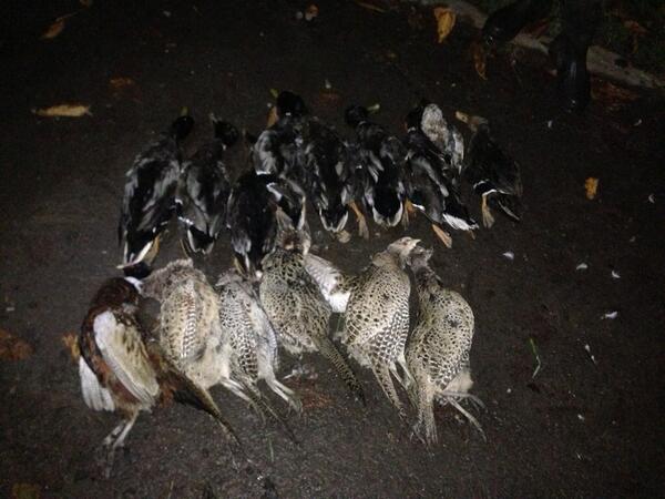 Great Afternoons Rough Shooting and Duck Flighting. #hooked!