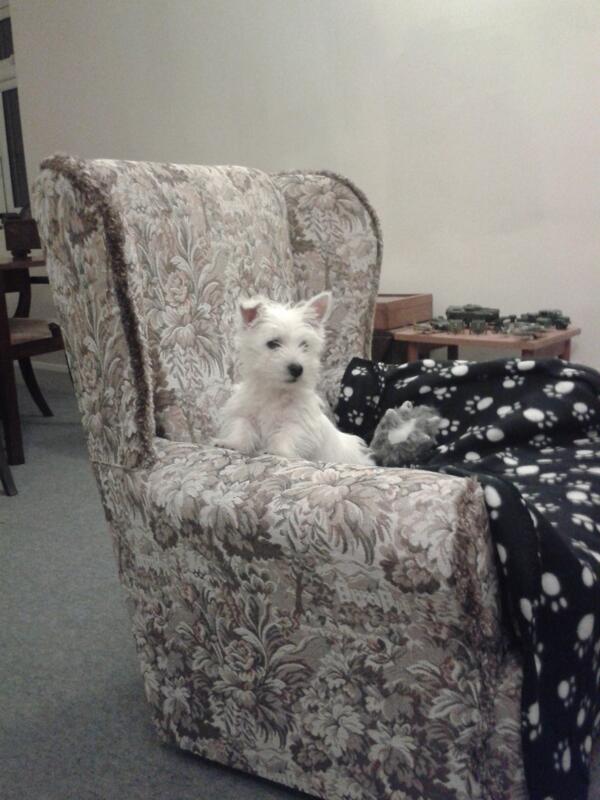 MarthaMckinnell's tweet image. What a lil cutie! :) #fluffoverload