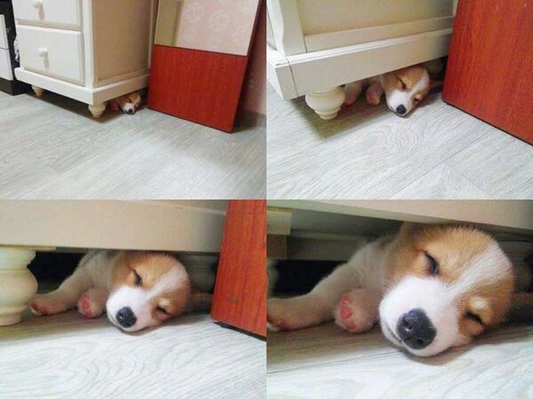 ganiiiiii's tweet photo. 한참 찾았더니 여기서 자고있음 http://t.co/gv1OkMLu8O