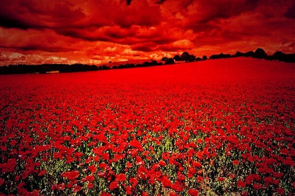 "When you go home tell them of us and say; for your tomorrow, we gave our today" 
#lestweforget #wewillrememberthem