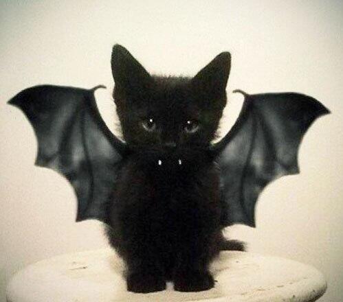 KeyCollection_'s tweet image. Если черная кошка перешла Вам дорогу.. Ну значит животное просто куда то идет