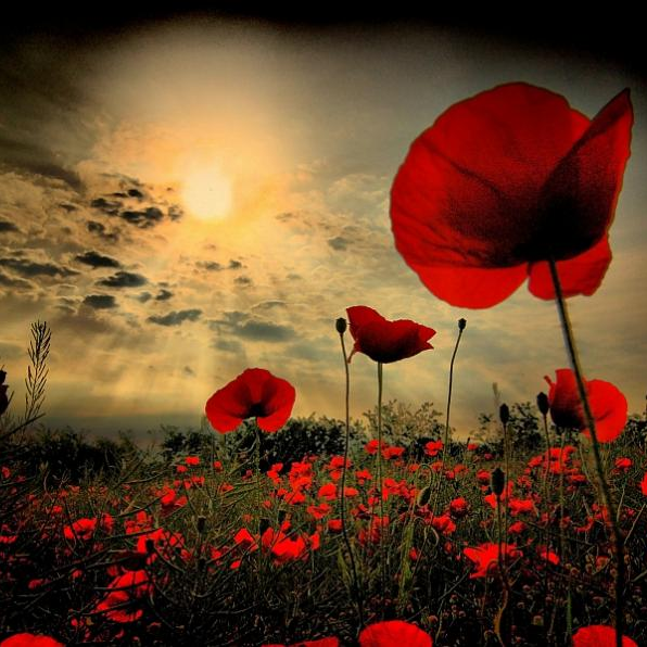 CoreCritical's tweet image. “@fdarena: #RemembranceSunday http://t.co/RoThr6qnXr” We must never forget what these people gave for us... #CoreCritical