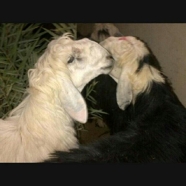 Azoubiat_44's tweet photo. ياشق جيبي شقاه يحبحبن بعض قبالي #عيب #خضيره_سبيكنق http://t.co/BvzuhvfG7q