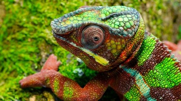NaturePicsDaily tweet picture