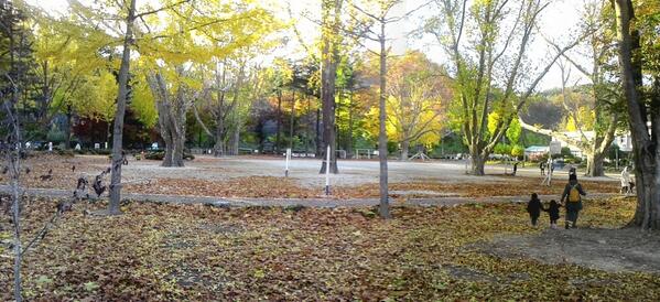 funleft's tweet photo. 영천임고초등학교의 플라타너스가 잎을 떨군다. 도시보다 빠르다. 덩치가 워낙 커서 반지의 제왕에 나오는 나무처럼 밤이면 이산저산을 성큼 성큼 걸어다닐 것같다.  정말 이쁜학교다. http://t.co/SQfRFwEVUh