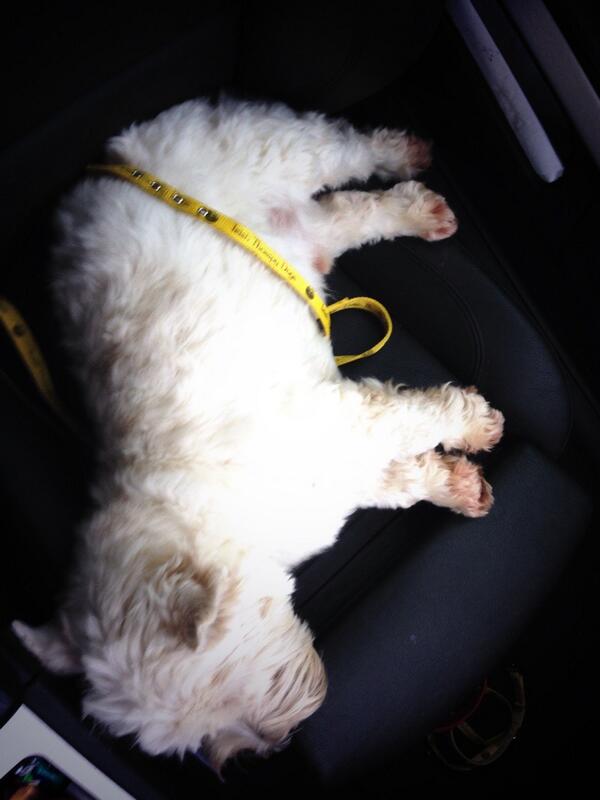 Exhausted after his afternoon in the nursing home #IrishTherapyDogs #volunteering #GoodDeed