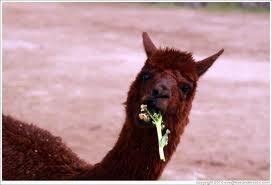 unimunk's tweet photo. Dinner time for Steve http://t.co/pKtYnDkAg9