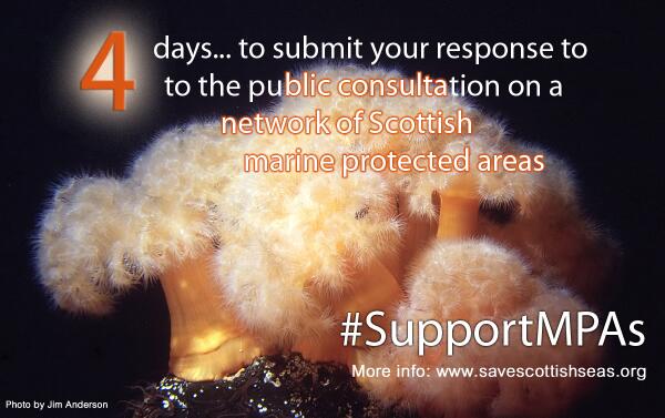 SaveScotsSeas's tweet photo. 4 days left to #SupportMPAs. Our seas need a good management to recover. Add your voice-> http://t.co/zLv3bg8MQP http://t.co/yFjRzDiPVx