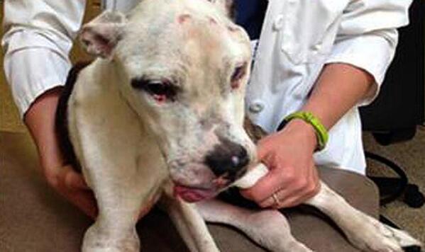 Se enfrenta a 55 años de cárcel por torturar a un cachorro de pitbull antena3.com/noticias/mundo…