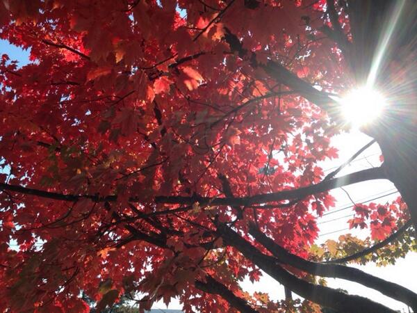 MaraMcGrawLCSW's tweet photo. Autumn mindfully http://t.co/xwBzI2jGkP