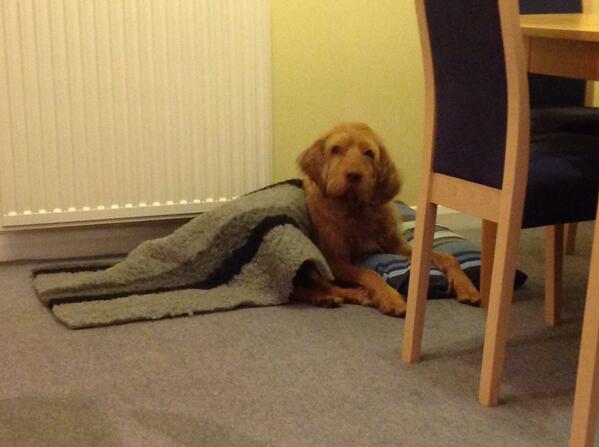 JCarrYork's tweet photo. Archie tucked in for the night #chillyoutthere http://t.co/JvsbdV9QXw