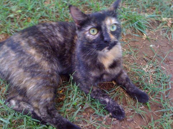 BoydJones's tweet image. Mom and Dad's cat Coda has been missing for over 36 hours! Reward offered! #lostcat #Murfreesboro