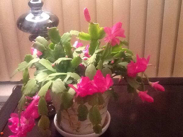 mon cactus de Noël en fleur
