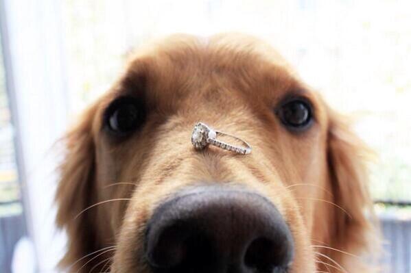 Mundo Animal tweet media