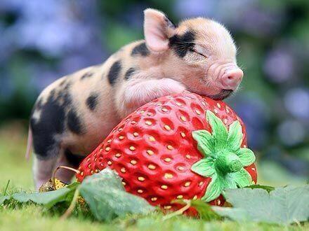 NaturPictures's tweet photo. Deja de hacer lo que estés haciendo y mira este mini-cerdito con su fresa. http://t.co/tkwHFBV4zp