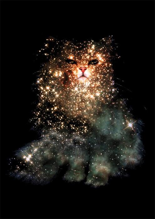 feralgoods's tweet photo. Cosmic kitty http://t.co/4qSMiELvap