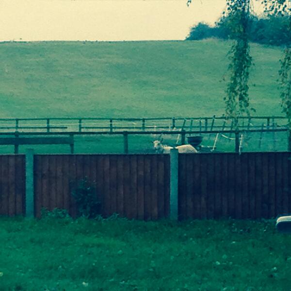 katehumphries's tweet photo. Trying to revise and this goat has been stood staring at me for about an hour http://t.co/AyI1LR4KZl