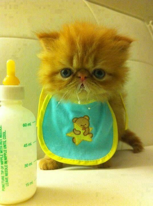 Antonellarmante's tweet photo. Micio ♥ http://t.co/nhQgx8YCJc