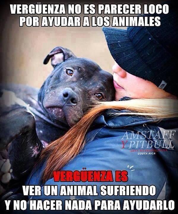 MadreTierra3erM's tweet photo. Es sencillamente,¡¡¡EL HONOR DE SERVIR!!! #RespetoALosAnimales #ProtectorDeAnimales #UnoConElPlaneta #Perros http://t.co/YOvsNUWipc
