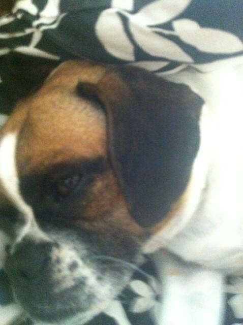 EllaPuggle's tweet photo. Told u http://t.co/MHYOsAyDLS