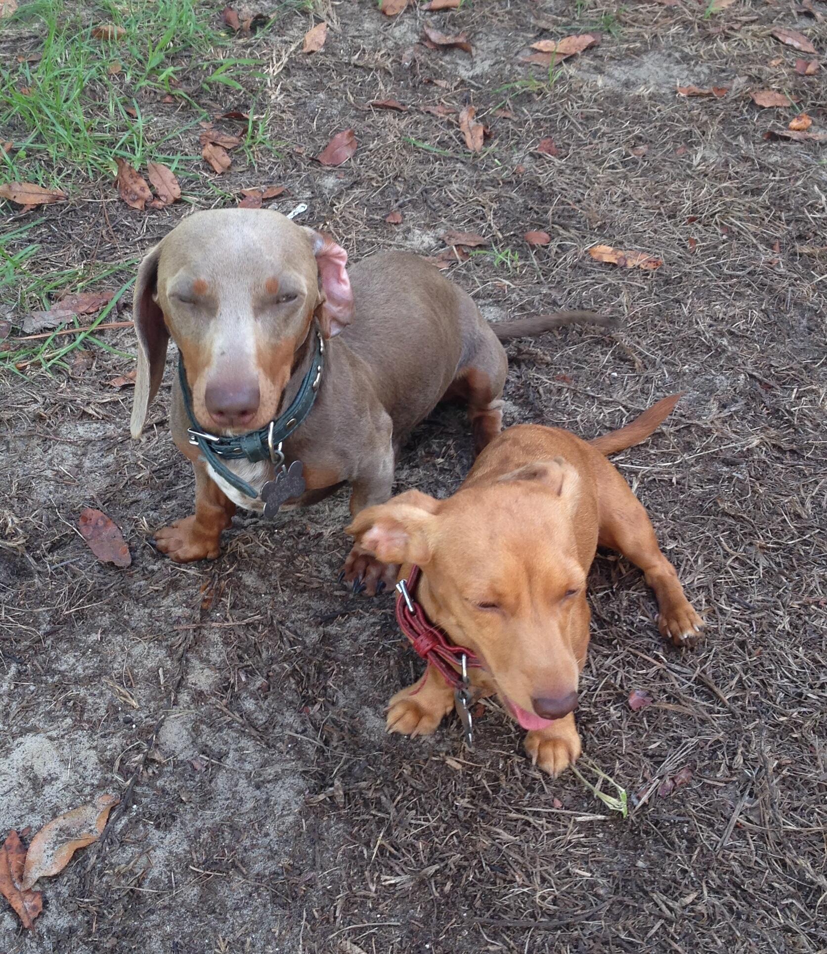 Hoobly mini dachshunds 2025