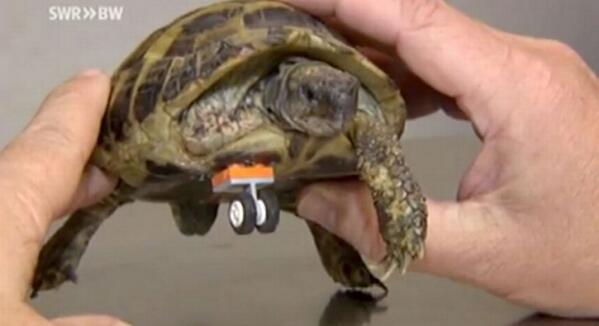antena3com's tweet photo. Un veterinario consigue que una tortuga coja vuelva a andar gracias a una pieza de lego http://t.co/j6IuDD2V8N http://t.co/8zI3VnVtIn
