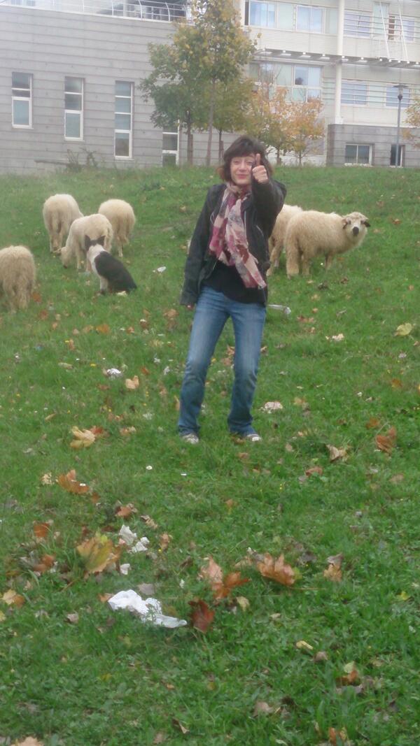 Maudifie's tweet image. "@AkyolAylinG: Mon rondoudou au milieu des moutons! #Malnor #ParisX #fun (cc @MaudSamuel) http://t.co/MG59F7FRYE" DOUX JESUS