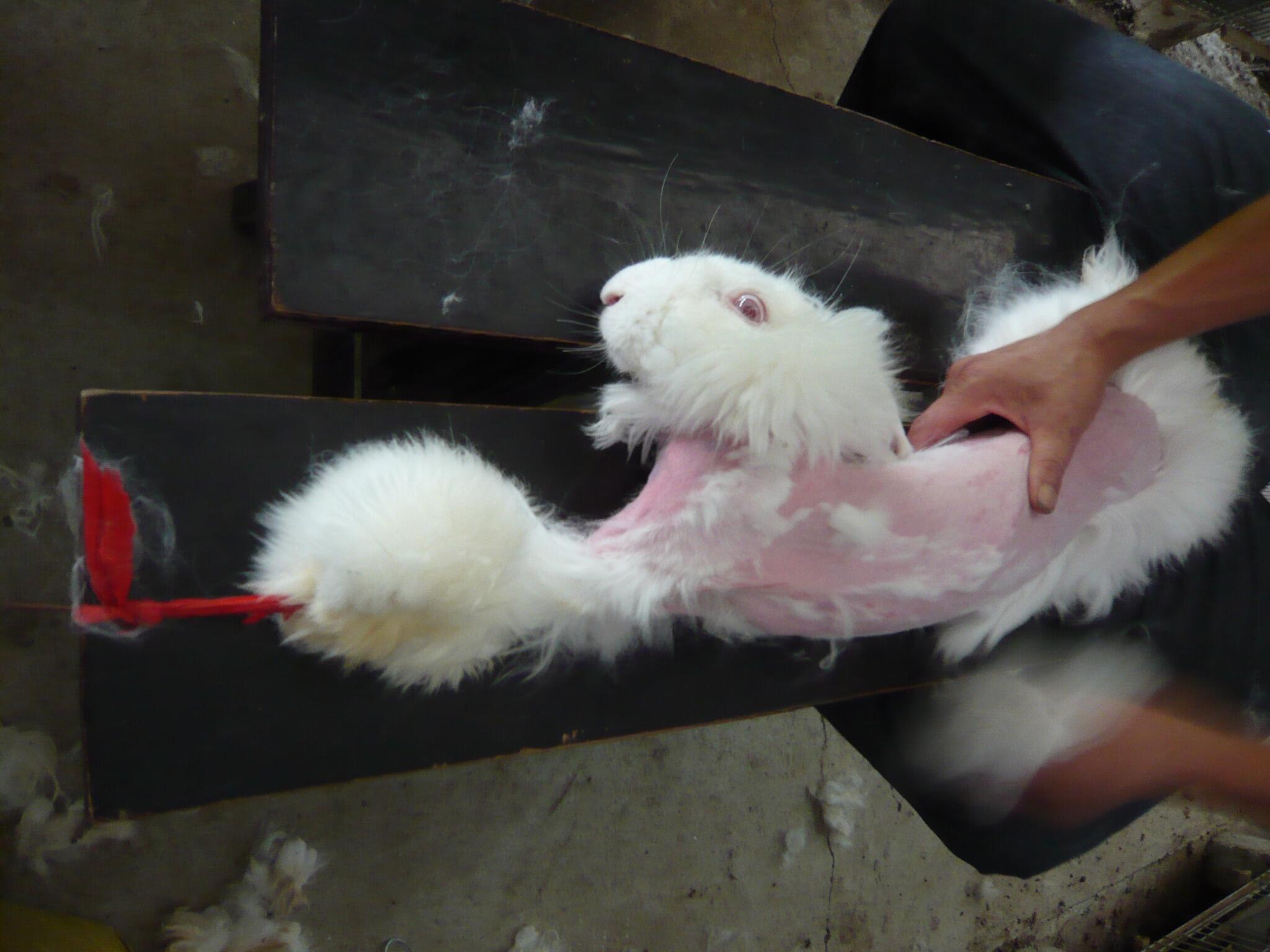 Angora rabbit coat sale