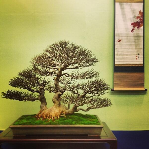 bonsaiempire's tweet photo. Trident maple at the Taikan-ten, photo by Bjorn Bjorholm  See: http://t.co/LdpTMOtnW4 #bonsai http://t.co/7gpuF0MKWQ