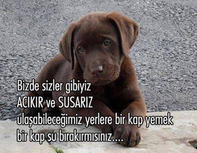 SaksiFilmi's tweet photo. RT @hayvansever: http://t.co/PsxLELYKEi